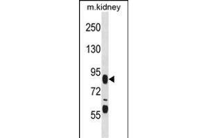 FIGN Antibody (C-term) (ABIN1537504 and ABIN2848463) western blot analysis in mouse kidney tissue lysates (35 μg/lane). (Fidgetin anticorps  (C-Term))