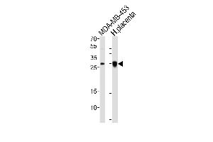 Western Blotting (WB) image for anti-Folate Receptor 2 (Fetal) (FOLR2) (AA 18-46) antibody (ABIN651222)