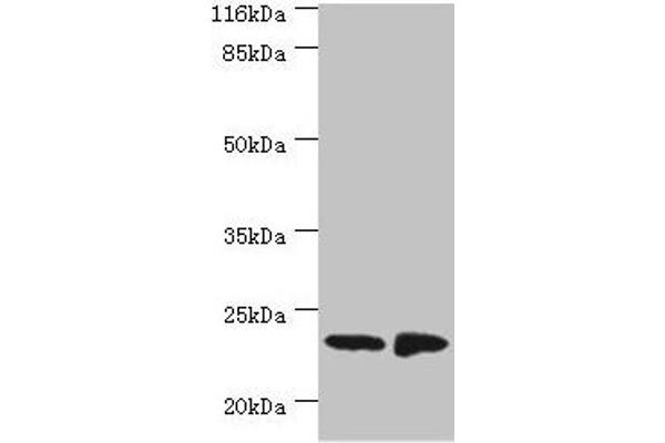 SAMD9 anticorps  (AA 1-194)