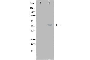 Western blot analysis of A549 cell lysate, using ICAM1 Antibody. (ICAM1 anticorps  (C-Term))