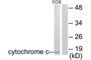 Western Blotting (WB) image for anti-Cytochrome C, Somatic (CYCS) (AA 10-59) antibody (ABIN2889183) (Cytochrome C anticorps  (AA 10-59))