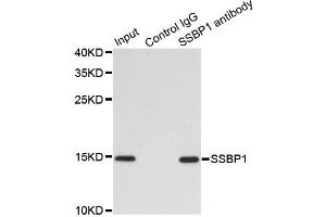 Immunoprecipitation analysis of 200 μg extracts of MCF7 cells using 1 μg SSBP1 antibody (ABIN5974202). (SSBP1 anticorps)