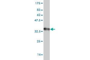 Western Blotting (WB) image for anti-Chemokine (C-X-C Motif) Receptor 4 (CXCR4) (AA 1-46) antibody (ABIN521674)