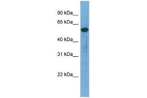 ARHGAP15 antibody used at 0. (ARHGAP15 anticorps  (Middle Region))