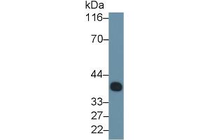 Detection of CLU in Porcine Serum using Monoclonal Antibody to Clusterin (CLU) (Clusterin anticorps  (AA 229-446))