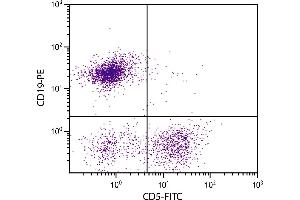 BALB/c mouse splenocytes were stained with Rat Anti-Mouse CD5-FITC. (CD5 anticorps  (FITC))