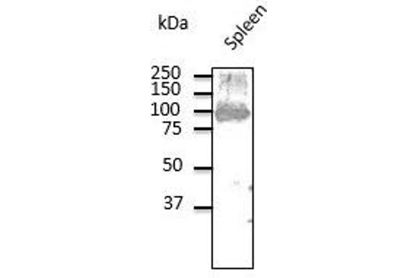 CD19 anticorps  (C-Term)