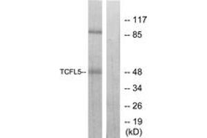 Western blot analysis of extracts from RAW264. (TCFL5 anticorps  (AA 311-360))