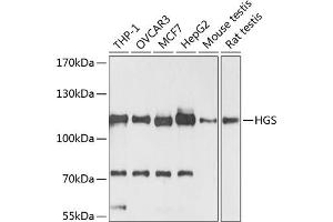 Western blot analysis of extracts of various cell lines, using HGS antibody (ABIN6131749, ABIN6141748, ABIN6141749 and ABIN6218898) at 1:3000 dilution. (HGS anticorps  (AA 548-777))