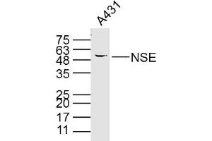 A431 cell lysates probed with PNSE (15E2) Monoclonal Antibody, unconjugated (bsm-33072M) at 1:300 overnight at 4°C followed by a conjugated secondary antibody for 60 minutes at 37°C. (ENO2/NSE anticorps)