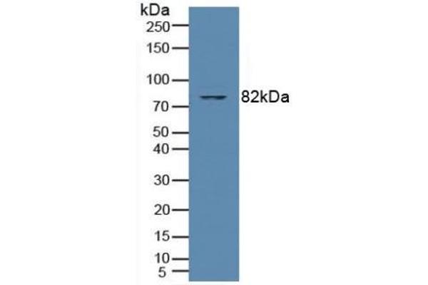 PKC theta anticorps  (AA 380-634)