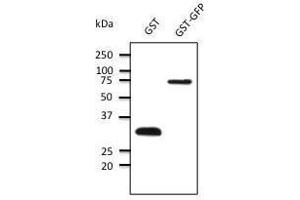 Anti-GST Ab at 1/1000 dilution, 50 ng of protein per Iane, rabbit polyclonal to goat lµg (HRP) at dilution, CEDOC/FCM — NOVA University of Lisbon, Portugal (GST anticorps)