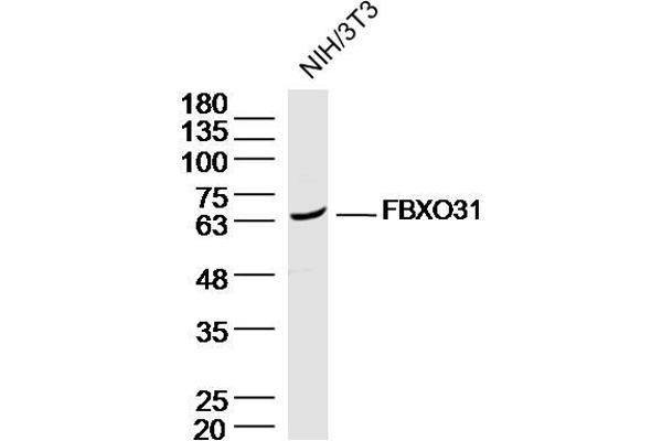 FBXO31 anticorps  (AA 151-250)