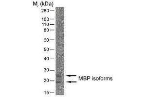 Western Blotting (WB) image for anti-Myelin Basic Protein (MBP) (AA 82-87) antibody (ABIN2475514) (MBP anticorps  (AA 82-87))