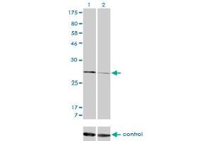 Western Blotting (WB) image for anti-Calpain, Small Subunit 1 (CAPNS1) (AA 172-260) antibody (ABIN598500) (Calpain S1 anticorps  (AA 172-260))