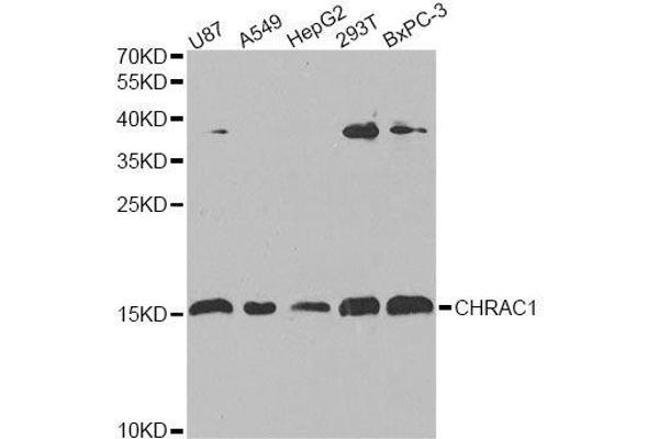 CHRAC1 anticorps  (AA 1-131)