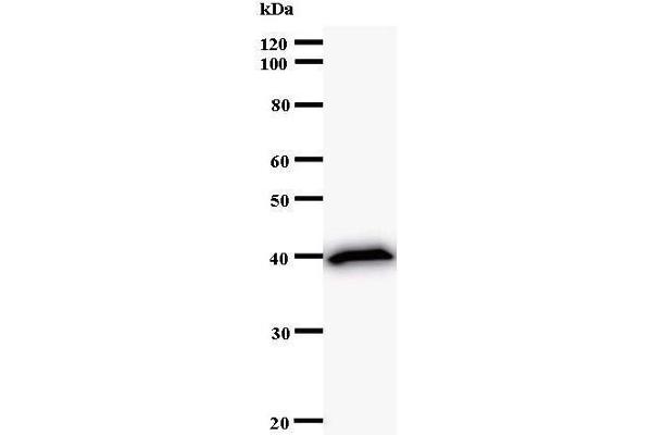 CENPC1 anticorps