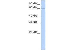 WB Suggested Anti-KIAA0020 Antibody Titration:  0. (KIAA0020 anticorps  (Middle Region))