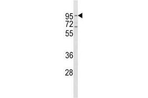 Western blot analysis of CD71 antibody and HeLa lysate. (Transferrin Receptor anticorps  (AA 649-677))