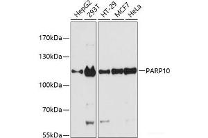 Western blot analysis of extracts of various cell lines using PARP10 Polyclonal Antibody at dilution of 1:3000. (PARP10 anticorps)