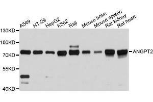 Western blot analysis of extracts of various cell lines, using ANGPT2 antibody (ABIN1870971) at 1:3000 dilution. (Angiopoietin 2 anticorps)