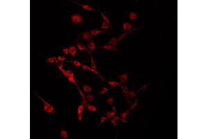 ABIN6275225 staining 293 by IF/ICC. (MLZE anticorps  (Internal Region))