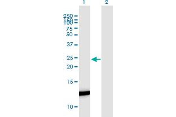 FABP7 anticorps  (AA 1-132)