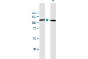 Western Blot analysis of NCL expression in transfected 293T cell line by NCL MaxPab polyclonal antibody. (Nucleolin anticorps  (AA 1-710))