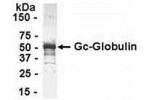 Western Blotting (WB) image for anti-Gc (AA 1-474) antibody (ABIN2467931) (Gc (AA 1-474) anticorps)