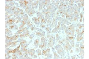 Formalin-fixed, paraffin-embedded human Pancreas stained with CFTR Mouse Recombinant Monoclonal Antibody (rCFTR/1342). (Recombinant CFTR anticorps)