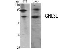 Western Blot analysis of various cells using GNL3L Polyclonal Antibody diluted at 1:2000. (GNL3L anticorps  (AA 40-120))