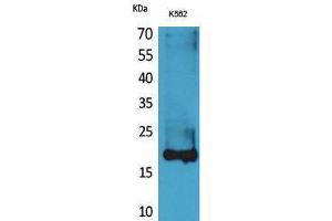 Western Blotting (WB) image for anti-Lipocalin 1 (LCN1) (Internal Region) antibody (ABIN3187754) (Lipocalin 1 anticorps  (Internal Region))