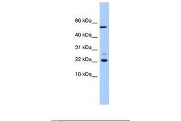 DNAJC24 anticorps  (N-Term)