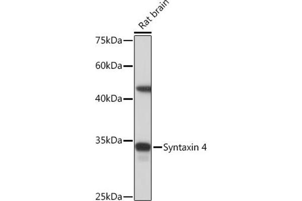 Syntaxin 4 anticorps