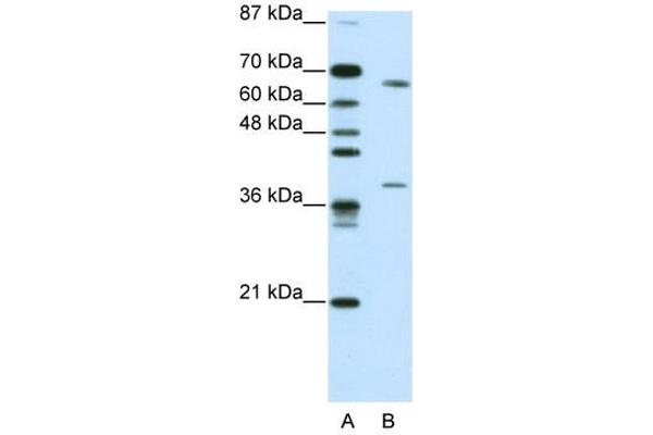 GRHL3 anticorps  (C-Term)