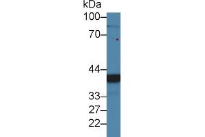 Western Blot; Sample: Human 293T cell lysate; Primary Ab: 2µg/ml Rabbit Anti-Mouse CHRDL1 Antibody Second Ab: 0. (CHRDL1 anticorps  (AA 272-447))