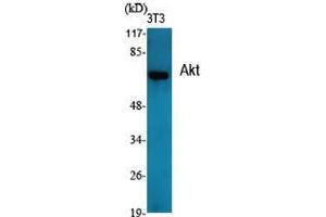 Western Blot (WB) analysis of specific cells using Akt Polyclonal Antibody. (AKT1 anticorps  (Internal Region))