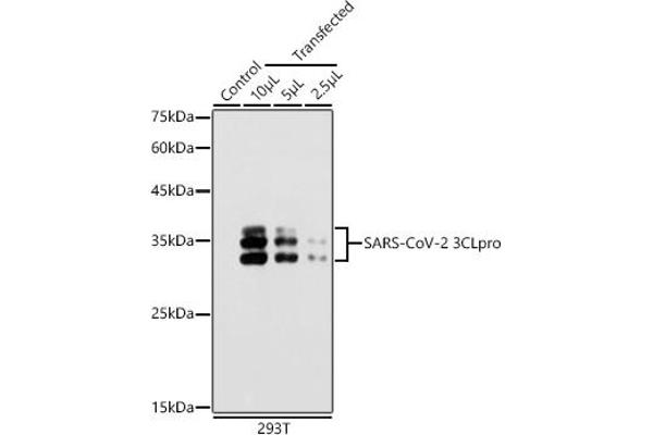 SARS-Coronavirus Nonstructural Protein 8 (SARS-CoV NSP8) anticorps