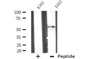 Western blot analysis of extracts from K562 cells, using ATG4D antibody. (ATG4D anticorps  (C-Term))