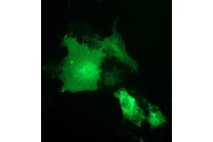 Anti-SH2B3 mouse monoclonal antibody (ABIN2454696) immunofluorescent staining of COS7 cells transiently transfected by pCMV6-ENTRY SH2B3 (RC218359). (SH2B3 anticorps)