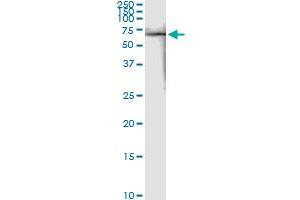 Western Blotting (WB) image for anti-FK506 Binding Protein 4, 59kDa (FKBP4) (AA 301-410) antibody (ABIN560907)