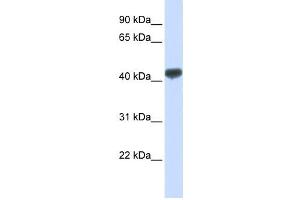 Western Blotting (WB) image for anti-Zinc Finger Protein 265 (Zranb2) antibody (ABIN2458270) (ZNF265 anticorps)