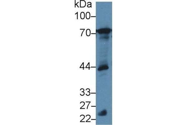 B-Cell Linker anticorps  (AA 65-314)