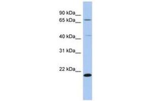 Image no. 1 for anti-Adenosylmethionine Decarboxylase 1 (AMD1) (AA 149-198) antibody (ABIN6743774) (AMD1 anticorps  (AA 149-198))