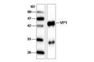 Image no. 1 for anti-Hepatitis A Virus VP1 (HAV VP1) (AA 7-143) antibody (ABIN791617) (HAV VP1 anticorps  (AA 7-143))