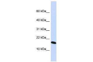 Western Blotting (WB) image for anti-H2A Histone Family, Member X (H2AFX) antibody (ABIN2460032) (H2AFX anticorps)