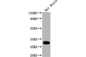 Western Blot Positive WB detected in: Rat Brain tissue All lanes: Hmgb1 antibody at 1:2000 Secondary Goat polyclonal to rabbit IgG at 1/50000 dilution Predicted band size: 25 kDa Observed band size: 30 kDa (HMGB1 anticorps  (AA 2-18))