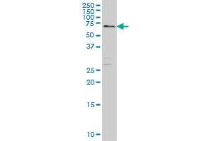 CARF monoclonal antibody (M03), clone 1E10 Western Blot analysis of CARF expression in Hela S3 NE . (CDKN2AIP anticorps  (AA 1-579))