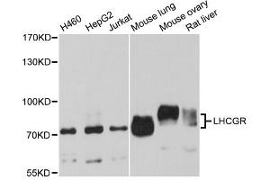 Western blot analysis of extracts of various cell lines, using LHCGR antibody (ABIN1980282) at 1:1000 dilution. (LHCGR anticorps)