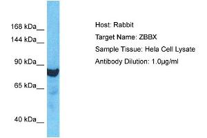 Host: Rabbit Target Name: ZBBX Sample Type: Hela Whole Cell lysates Antibody Dilution: 1. (ZBBX anticorps  (N-Term))